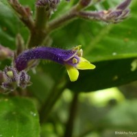 Gymnostachyum paniculatum T.Anderson