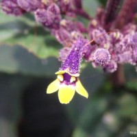 Gymnostachyum paniculatum T.Anderson