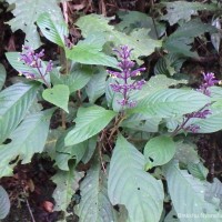 Gymnostachyum paniculatum T.Anderson