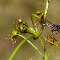 Drosera lunata Buch.-Ham. ex DC.