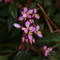 <i>Sonerila arnottiana</i>  Thwaites