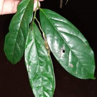 Diospyros sylvatica Roxb.