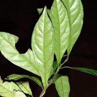 Diospyros sylvatica Roxb.