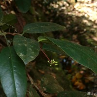 Quassia indica (Gaertn.) Noot.