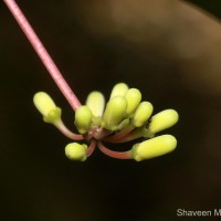 Quassia indica (Gaertn.) Noot.