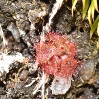 Drosera burmanni Vahl