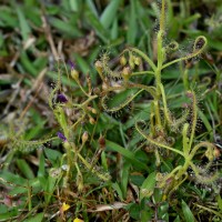 Drosera indica L.