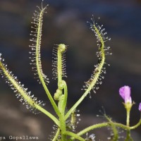 Drosera indica L.