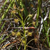 Drosera lunata Buch.-Ham. ex DC.