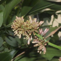 Dracaena fragrans (L.) Ker Gawl.