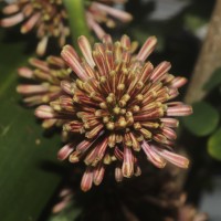 Dracaena fragrans (L.) Ker Gawl.