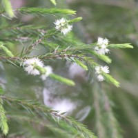 Melaleuca alternifolia (Maiden & Betche) Cheel