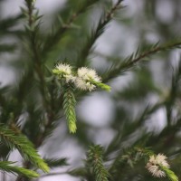 Melaleuca alternifolia (Maiden & Betche) Cheel