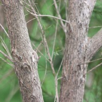 Melaleuca alternifolia (Maiden & Betche) Cheel