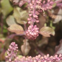 Ocimum basilicum var. basilicum L.