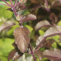 Ocimum basilicum var. basilicum L.