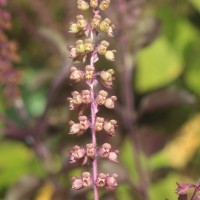 Ocimum basilicum var. basilicum L.