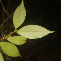 Erythroxylum moonii Hochr.