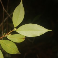 Erythroxylum moonii Hochr.