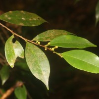 Erythroxylum moonii Hochr.