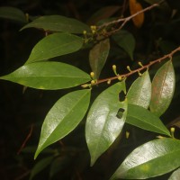 <i>Erythroxylum moonii</i>  Hochr.