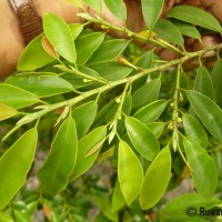 Erythroxylum zeylanicum O.E.Schulz