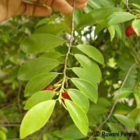 Erythroxylum zeylanicum O.E.Schulz