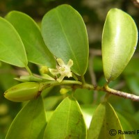 Erythroxylum zeylanicum O.E.Schulz