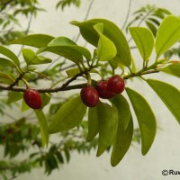 Erythroxylum zeylanicum O.E.Schulz