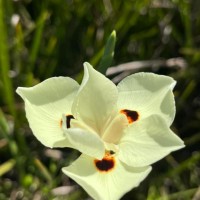 Dietes bicolor (Steud.) Sweet ex Klatt