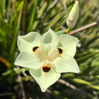 Dietes bicolor (Steud.) Sweet ex Klatt