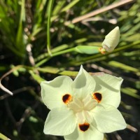 Dietes bicolor (Steud.) Sweet ex Klatt