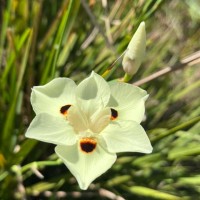 Dietes bicolor (Steud.) Sweet ex Klatt