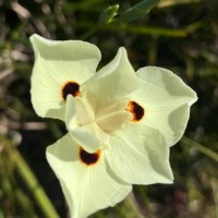 Dietes bicolor (Steud.) Sweet ex Klatt