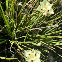 Dietes bicolor (Steud.) Sweet ex Klatt