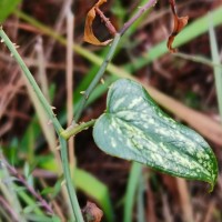 Smilax aspera L.