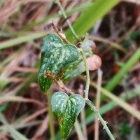 <i>Smilax aspera</i>  L.