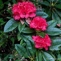 Rhododendron arboreum subsp. zeylanicum (Booth) Tagg