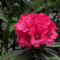 Rhododendron arboreum subsp. zeylanicum (Booth) Tagg