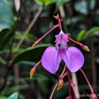 Impatiens elongata Arn.