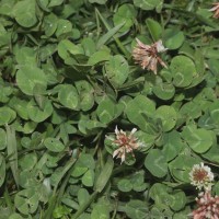 Trifolium repens L.