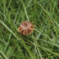 Trifolium repens L.