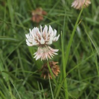 Trifolium repens L.