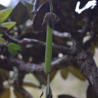 Passiflora mollissima (Kunth) L.H.Bailey