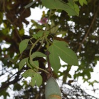 Passiflora mollissima (Kunth) L.H.Bailey