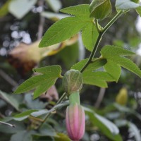 Passiflora mollissima (Kunth) L.H.Bailey