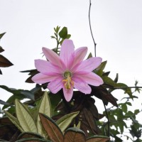 Passiflora mollissima (Kunth) L.H.Bailey