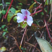 Impatiens leptopoda Arn.