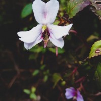 Impatiens leptopoda Arn.