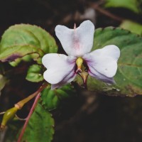 Impatiens leptopoda Arn.